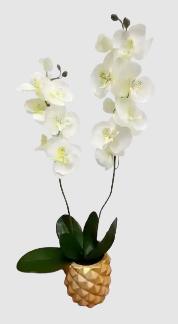 Encanto Eterno de Orquídeas
