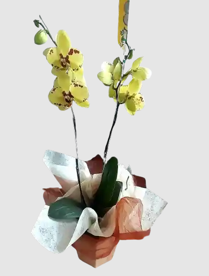 Encanto Eterno de Orquídeas