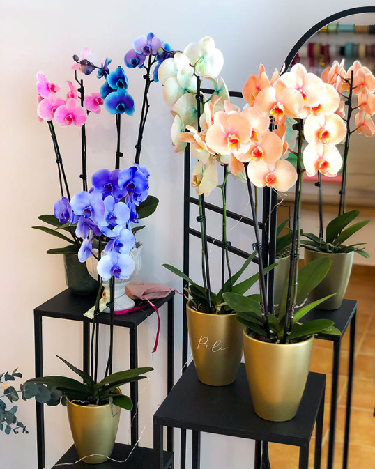 Encanto Eterno de Orquídeas