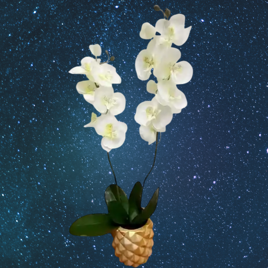Encanto Eterno de Orquídeas