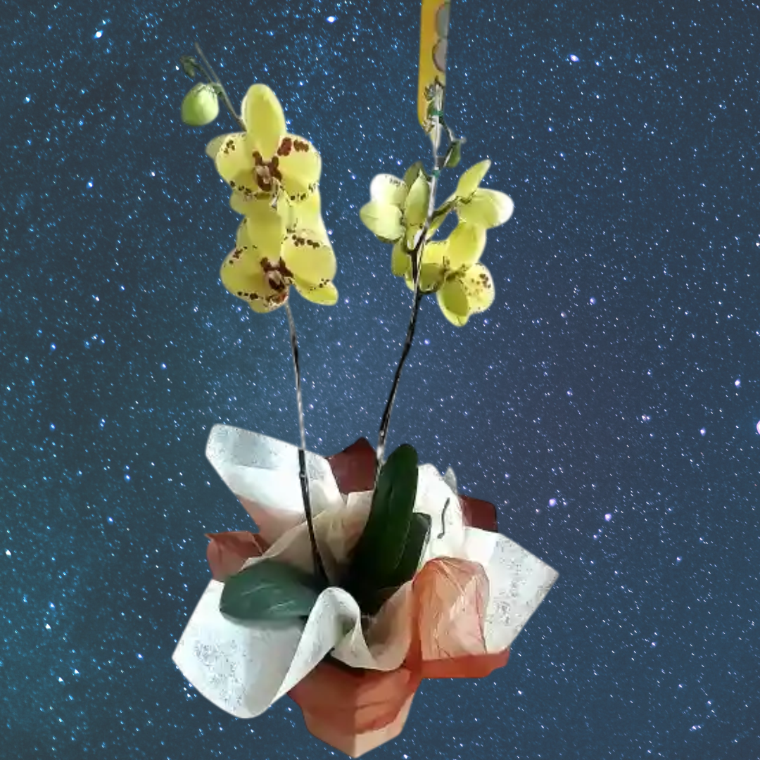 Encanto Eterno de Orquídeas